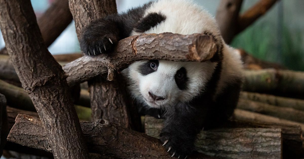 Panda-Zwillinge Machen Hier Ihren Ersten Ausflug Nach Draußen