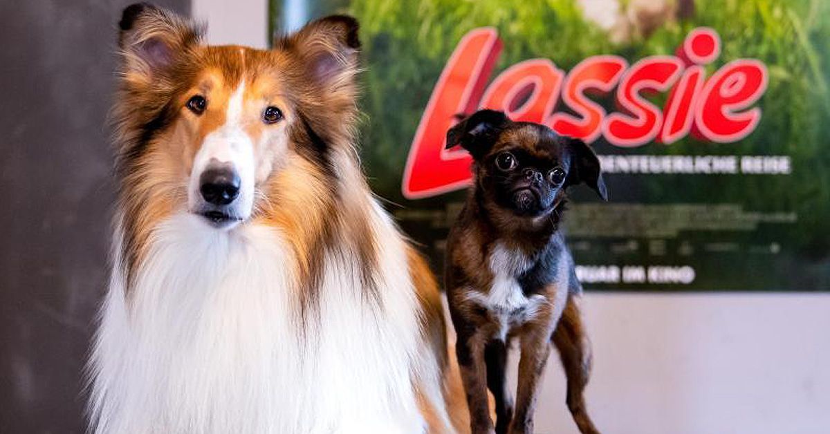 &quot;Lassie&quot; kehrt zurück Wie das mit dem Hund im Film wirklich