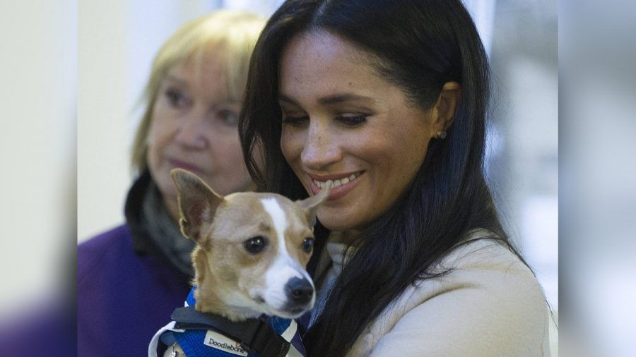 Herzogin Meghan bei einem Besuch der Tierschutzorganisation Mayhew 2019. (tae/spot)