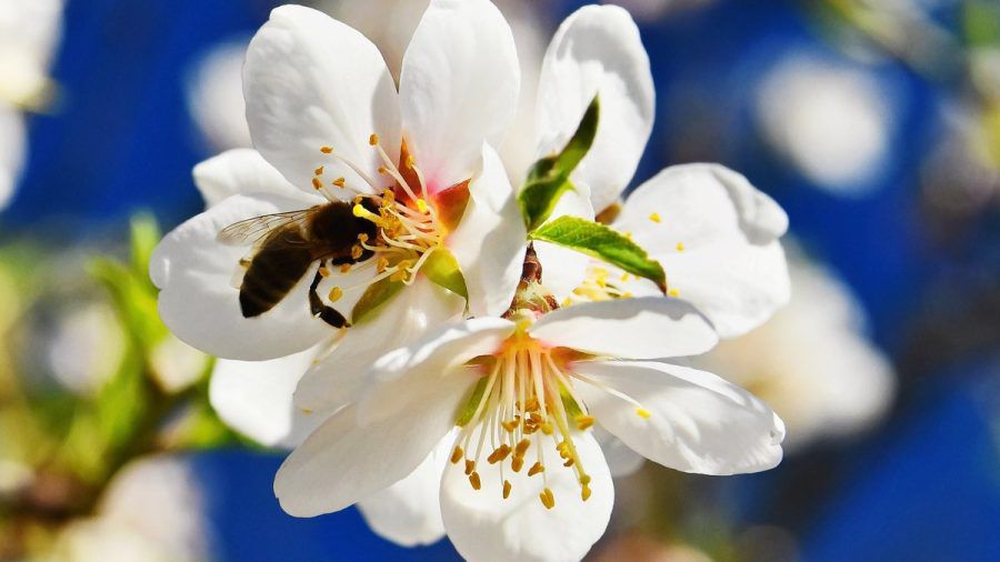 An bestimmten Blumen, Kräutern und Pflanzen fühlen sich Bienchen besonders wohl. (ncz/eee/spot)