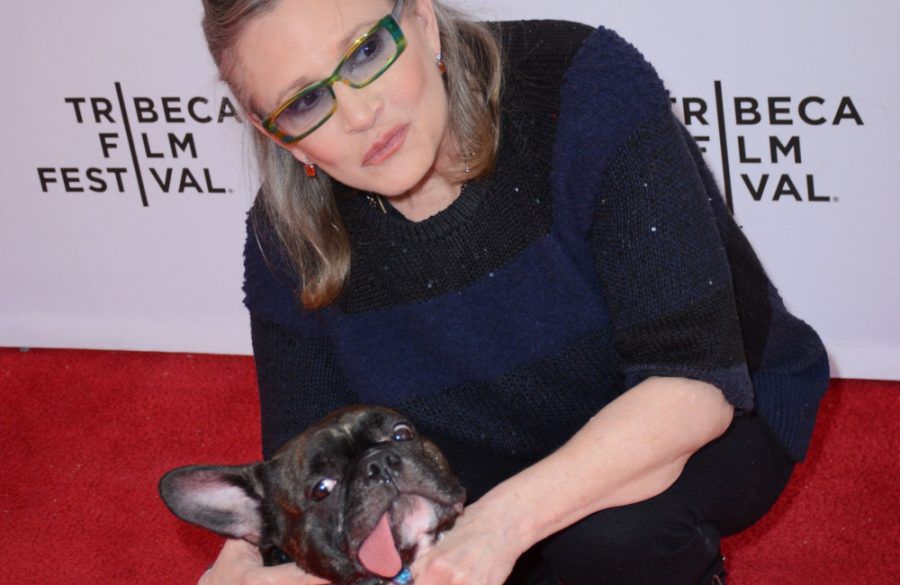 Carrie Fisher and dog Gary - Tribeca Film Festival - NYC 2016 - AVALON BangShowbiz