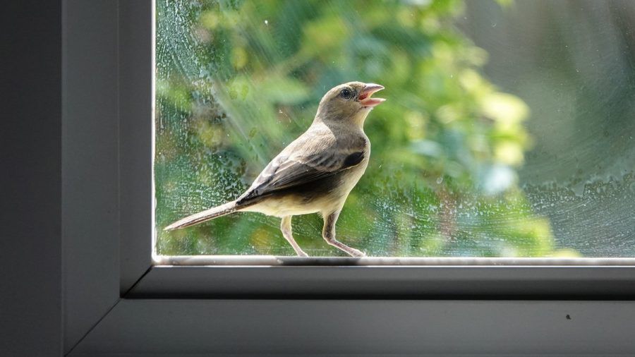 Ein Gelbbauchsperling sitzt am Fenster. (ncz/spot)