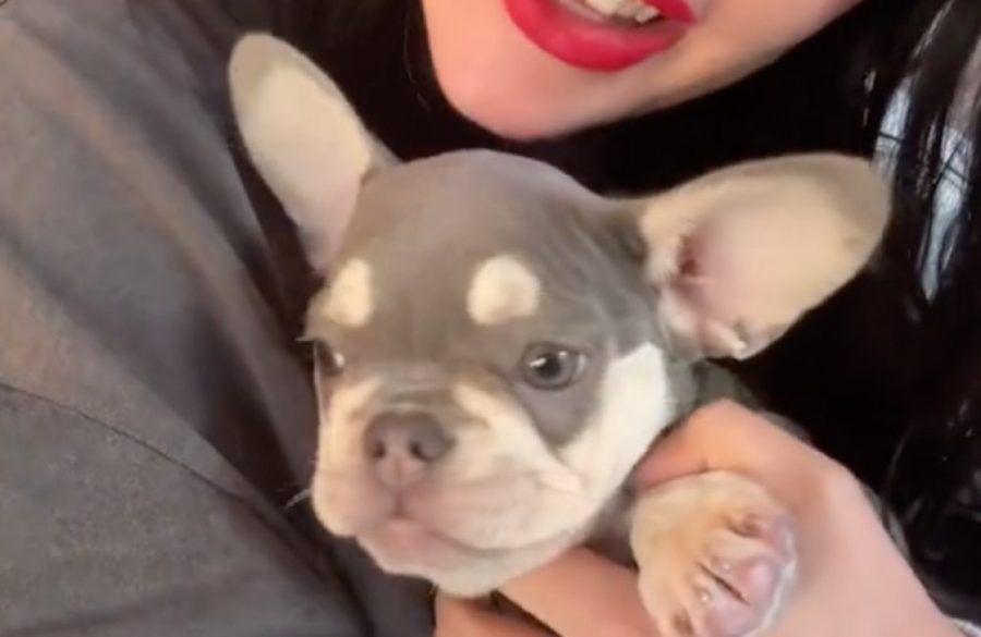 Lady Gaga With New Dog - TikTok - August 23rd 2024 BangShowbiz