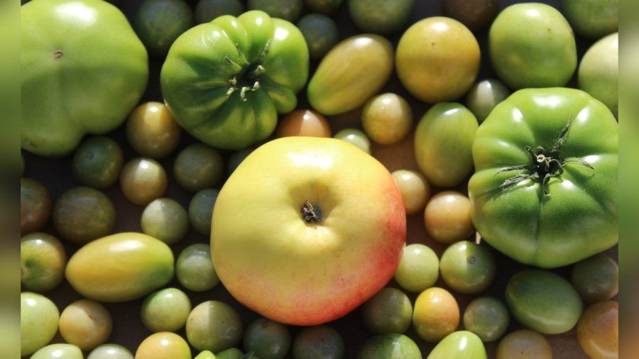 Ein Apfel kann den Reifeprozess unreifer Tomaten unterstützen. (ncz/spot)