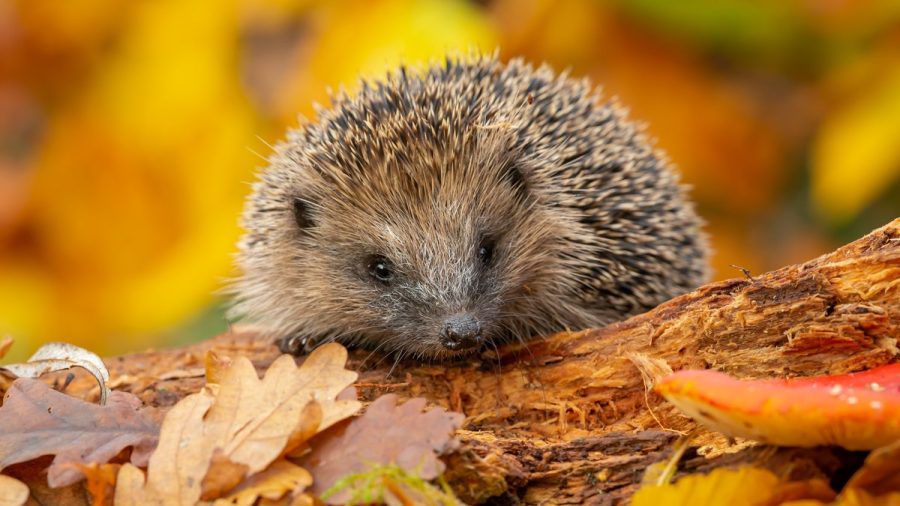 Igel sind besonders gefährdet. (ncz/spot)