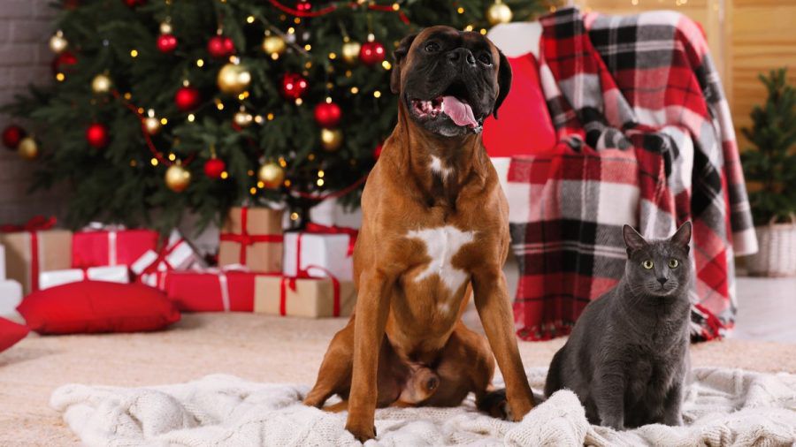 Für Hund und Katze lauern rund um das Weihnachtsfest einige Gefahren. (ncz/aha/spot)